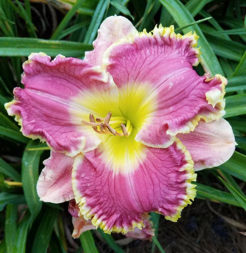 Granny's Ashley's Grace auction